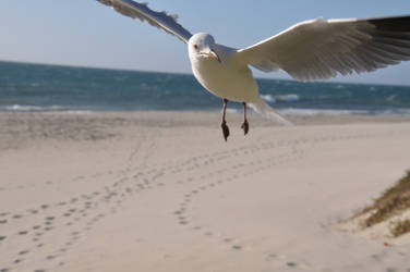 Cottesloe1 by Coyotee1