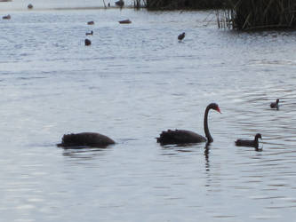 Loch ness monters of lake Joondalup by Coyotee1