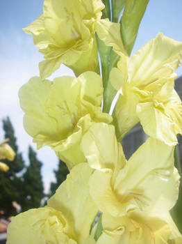 Yellow Flowers