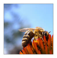 collecting the pollen