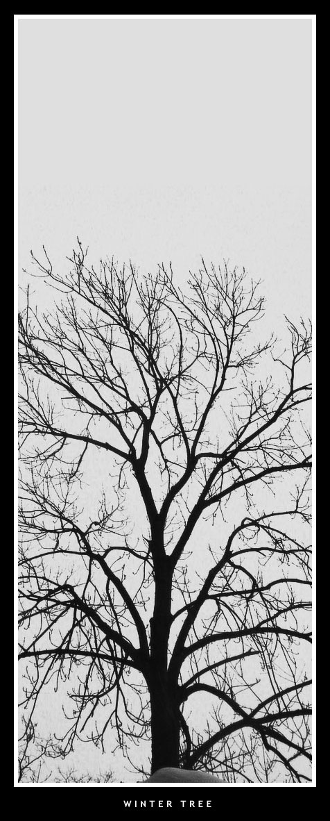 winter tree 130203