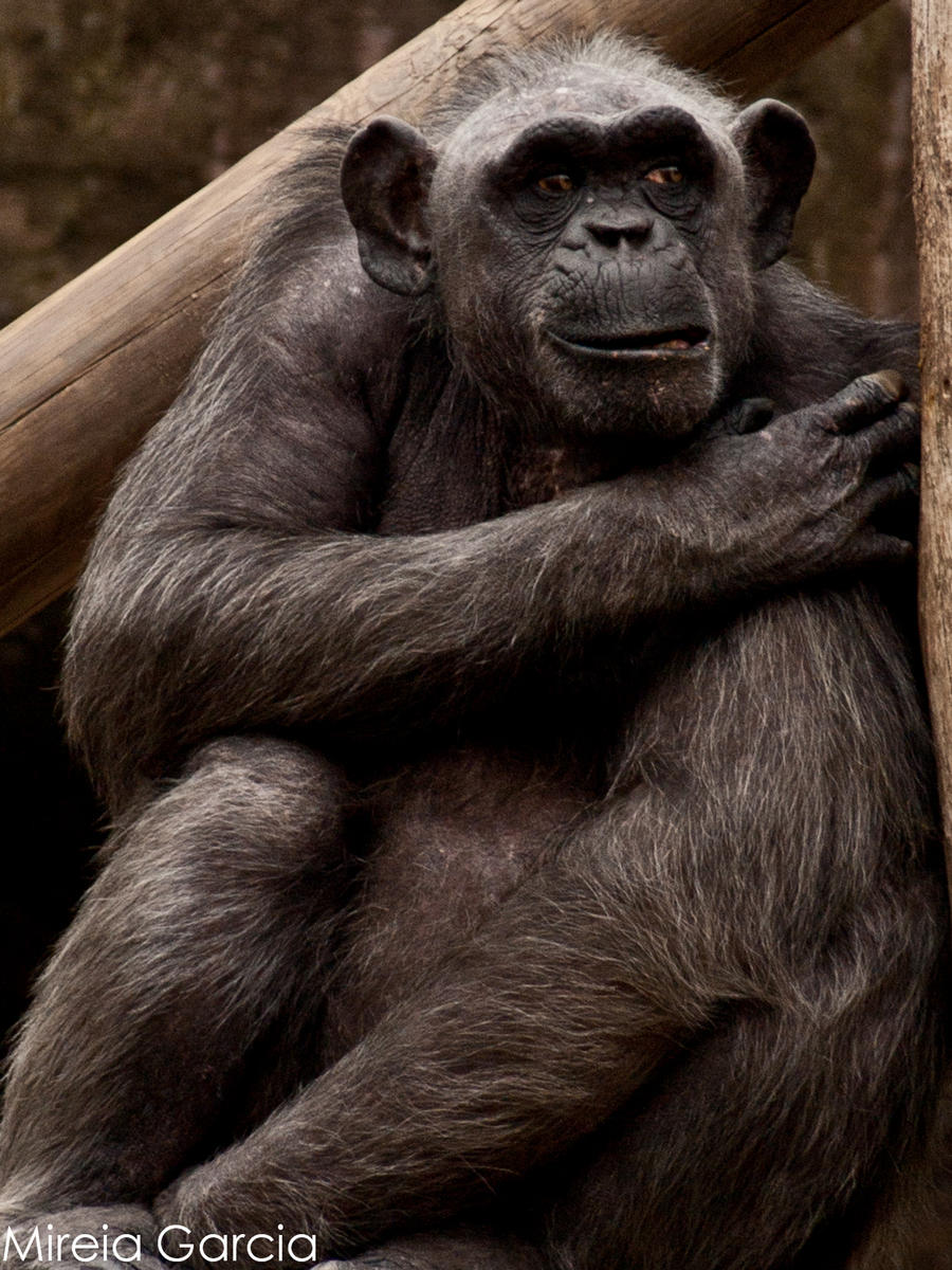 Deviantart Chimp Chimp by trencapins on DeviantArt