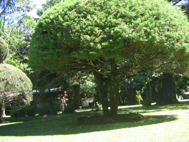Bushed Tree by MoriahMiller1996 on DeviantArt
