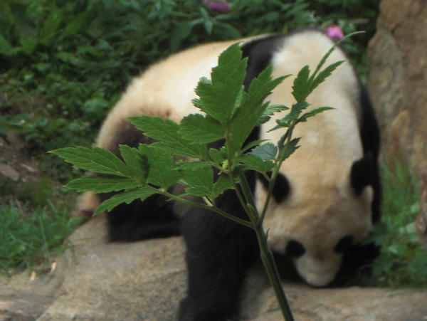 Panda 1-National Zoo D.C.