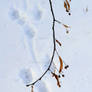 Footprints in the snow under the lime tree