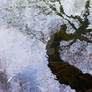 A sinuous tree reflected in the cold water