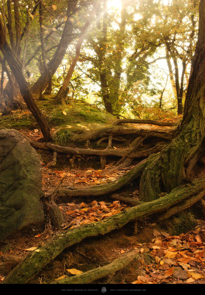 Forest - 05 by StockCity