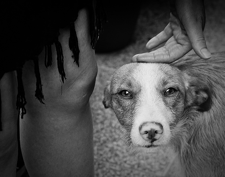 A farmer's dog