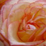 A Rose