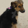 Daisy on the beach