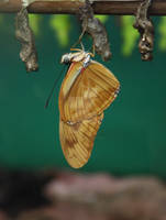 Butterfly from Cocoon