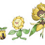 Sunflora evolution