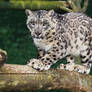 Snow Leopard 3