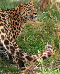 Amur Leopard 3