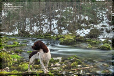 Springer Near River