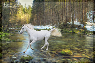 Horse in River