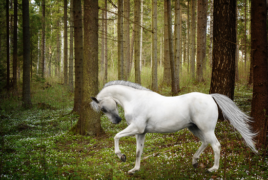 Arabian in Forest