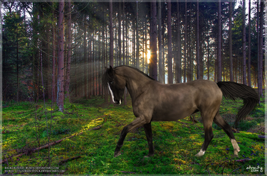 Warmblood in Forest