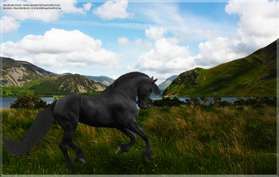 Friesian in Field