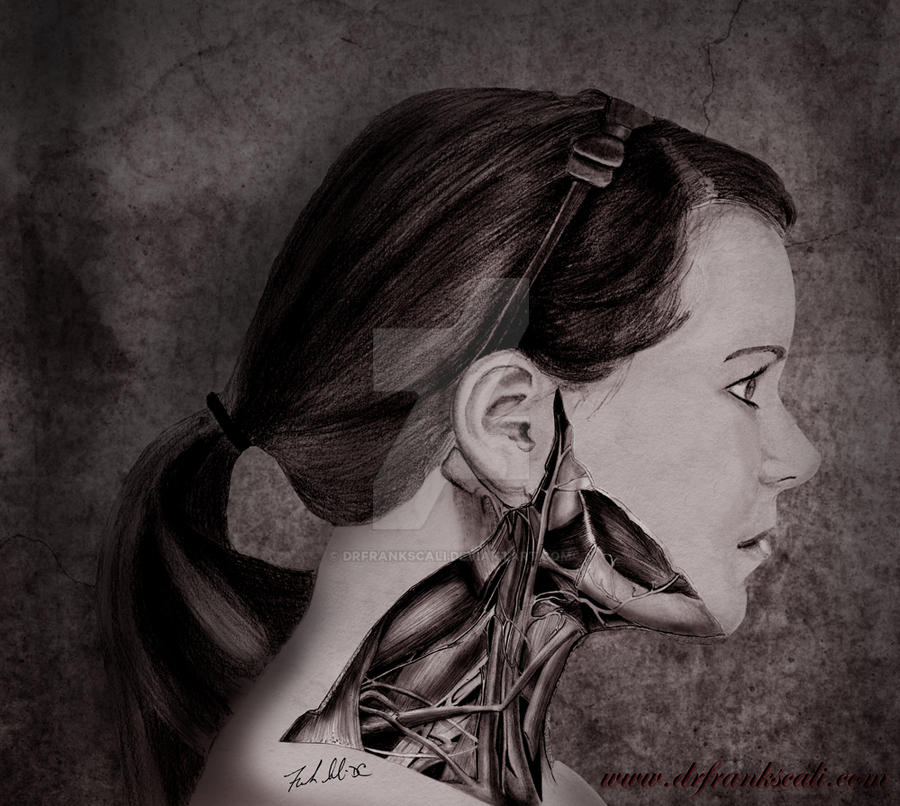Posterior Triangle Dissection by drfrankscali on DeviantArt