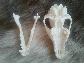 Raccoon Dog Skull 2