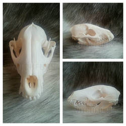 Raccoon Dog Skull 1