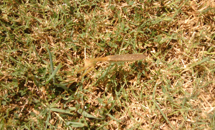 Praying Mantis2