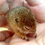 Ground squirrel