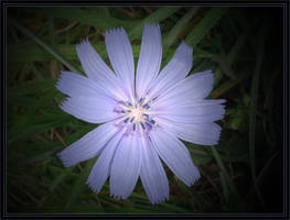 Cornflower