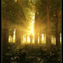 Into The Light