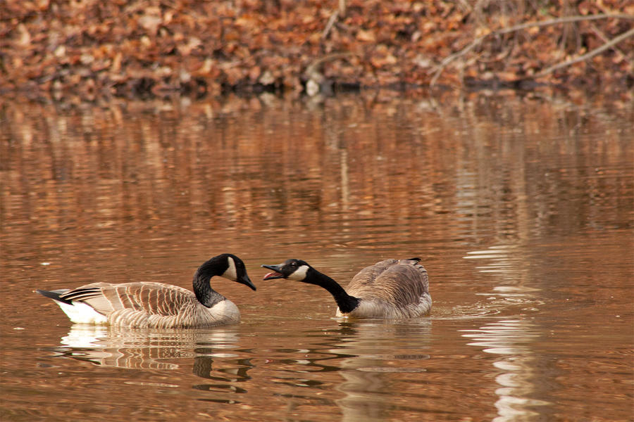 Goose Fight