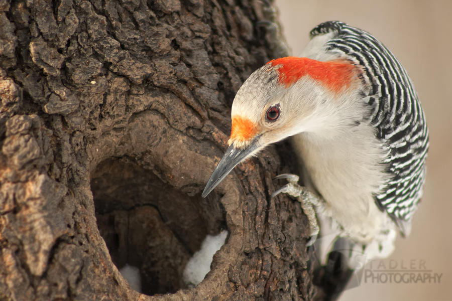 Receding Feather-line