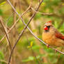 Female Cardinal