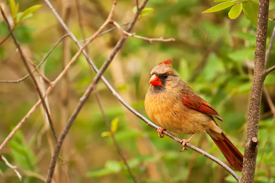 Female Cardinal