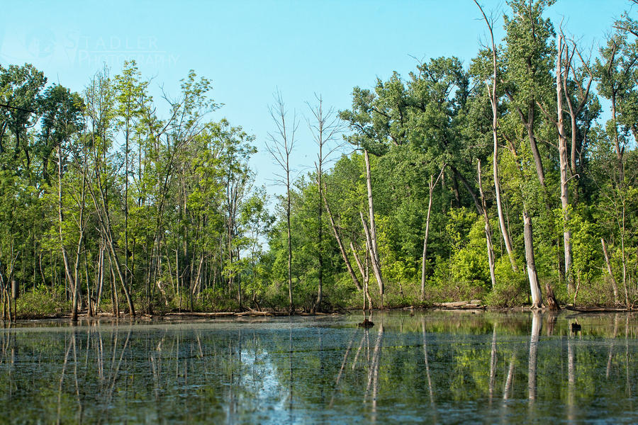 Spring Marsh Spring Marsh by shaguar0508 on DeviantArt