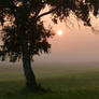 Sunrise meadow with tree 3