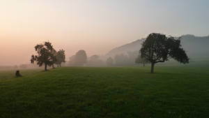 Sunrise meadow with trees 4