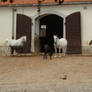 3 Lipizzan mares with foal 1