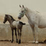 Lipizzan with foal 9