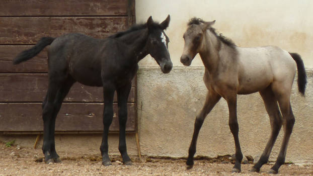 Roan + black lipizzan foal 1