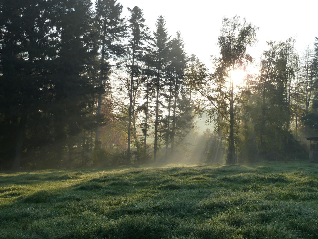 Enlighted Meadow 4 by SelvaStock