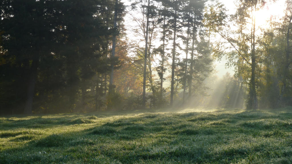 Enlighted Meadow 1 by SelvaStock