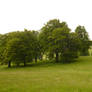 Beech trees and field 3
