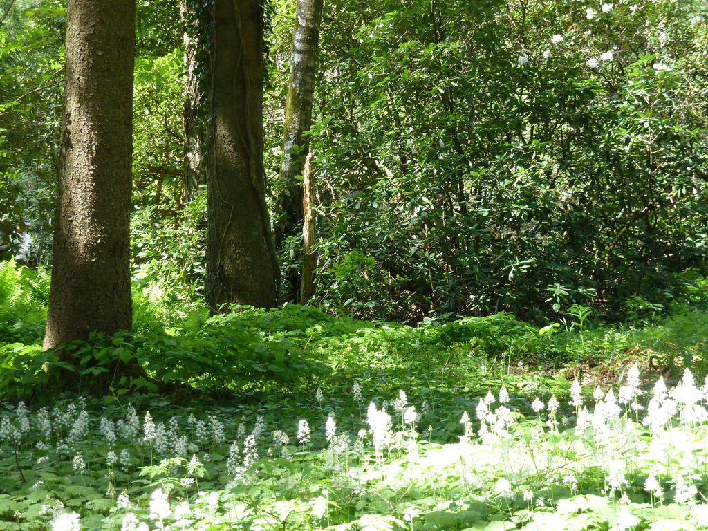 Forest and Flowers 3