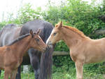 Chestnut and bay foal 3
