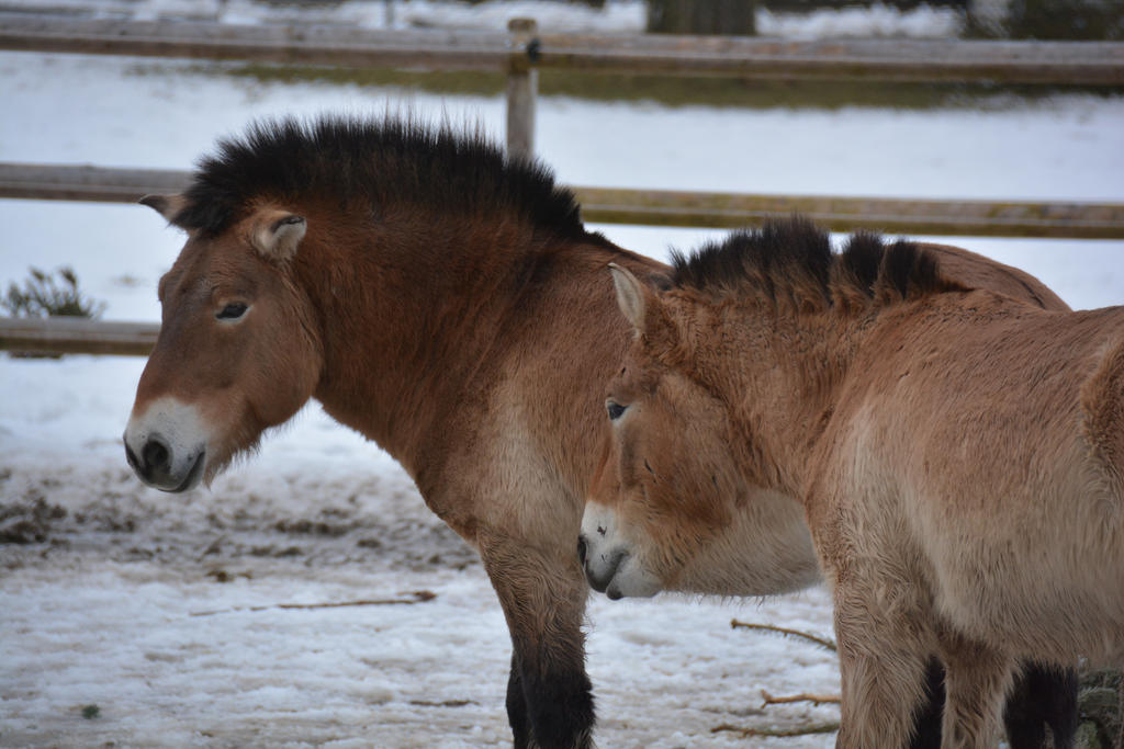 Przewalski horse 5