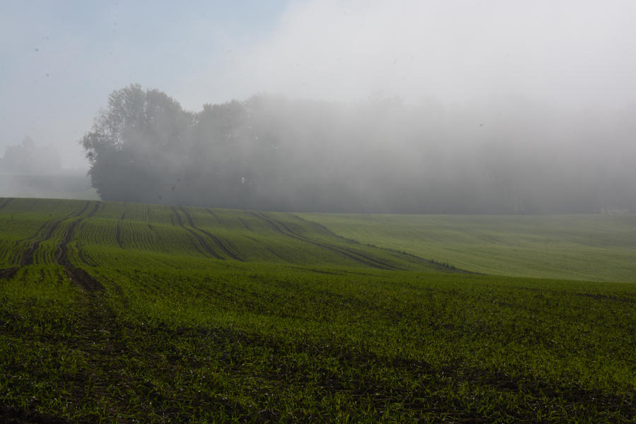 Foggy Field 2