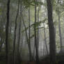 Foggy Forest 1