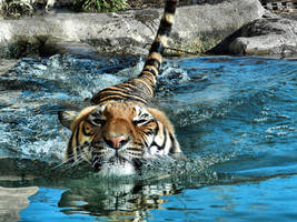 Swimming Tiger