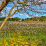 Autumn Field